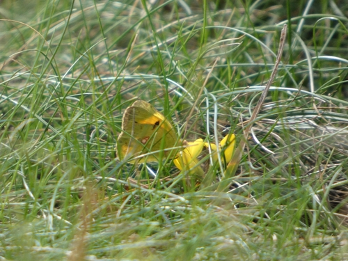 Clouded Yellow
