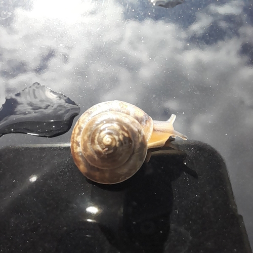 Girdled Snail