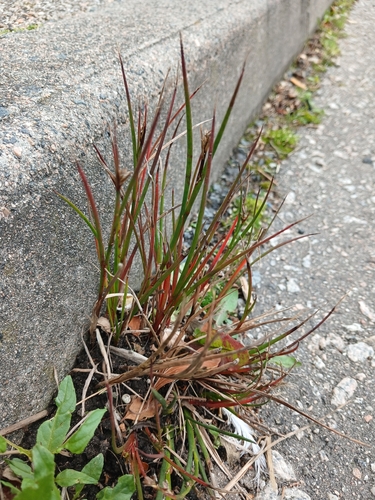 Jointed rush