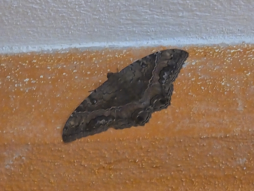 Polilla Bruja