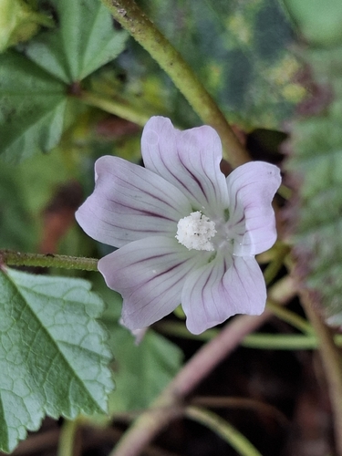 dwarf mallow
