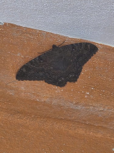 Polilla Bruja