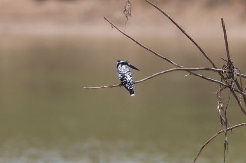 Pied Kingfisher