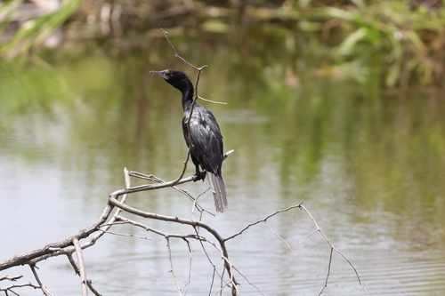 Little Cormorant