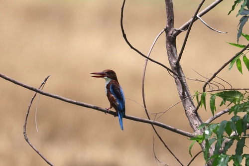 White-throated Kingfisher