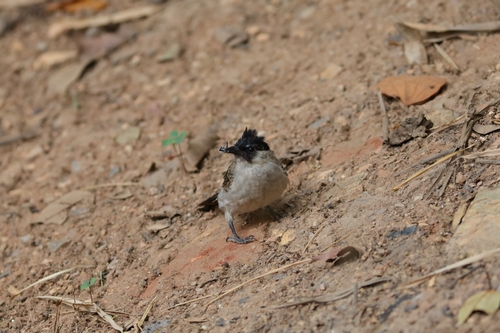 Sooty-headed Bulbul