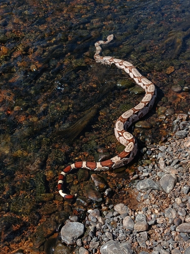 Boa Constrictor