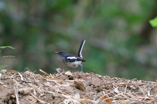 Oriental Magpie-Robin