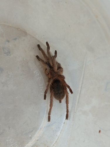 Exilis Bronze Tarantula