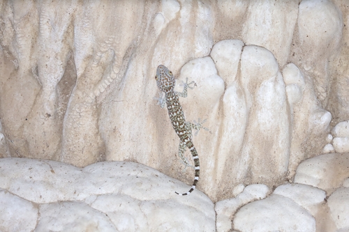 Tokay Gecko