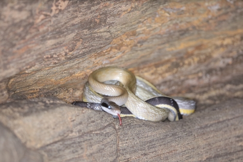 Helfenberger's Beauty Snake