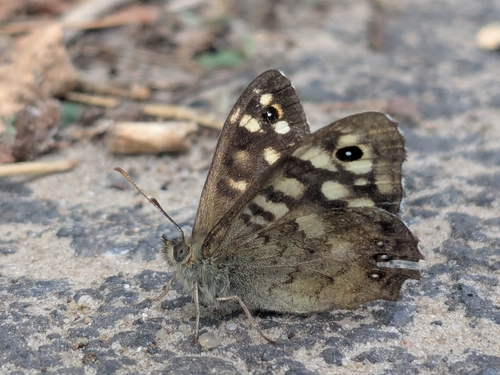 Speckled Wood