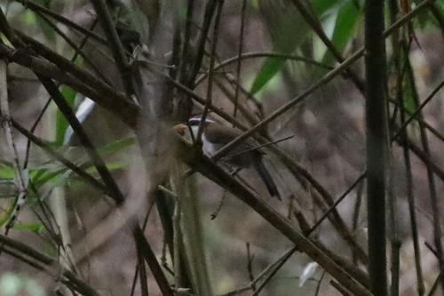 White-browed Scimitar-Babbler