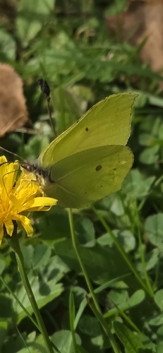 Common Brimstone