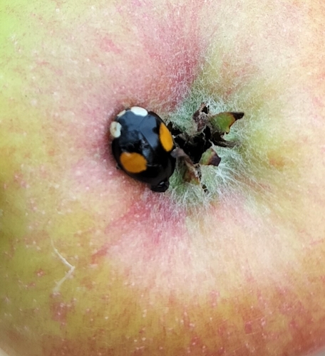 Asian Lady Beetle