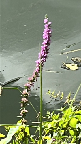 purple loosestrife
