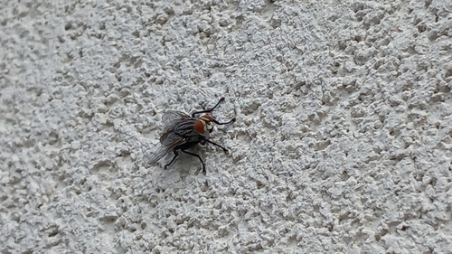 Rustic Sailor Beetle