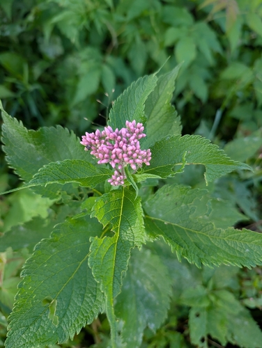 spotted Joe-Pye weed