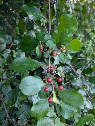 alder buckthorn