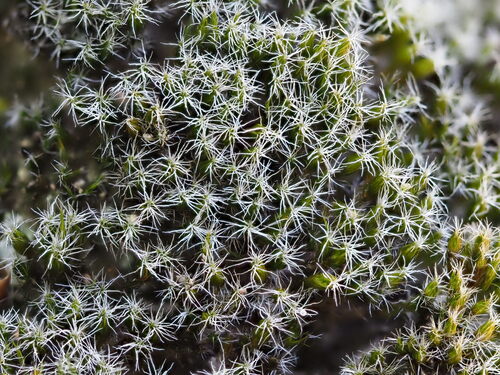 Heath Star-moss