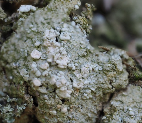 Pink Earth Lichen