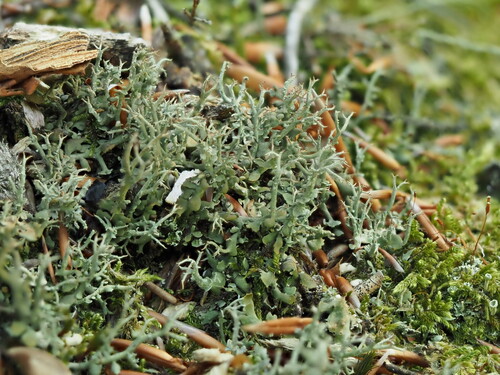 many-forked cladonia