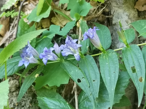 willow gentian