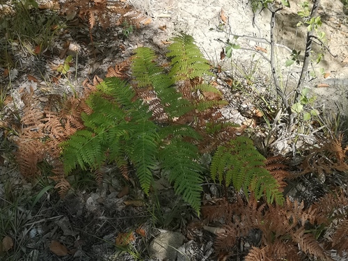 common bracken