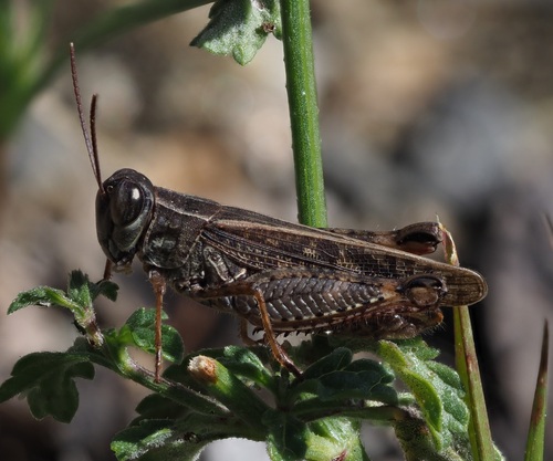 Italian locust