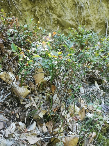 common bilberry