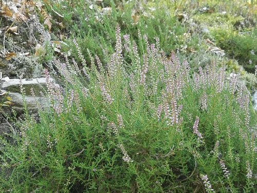 common heather