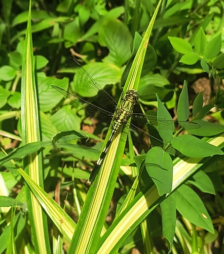 Slender Skimmer