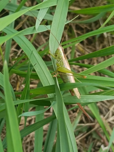 Long-winged Conehead