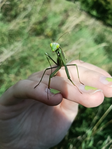 European Mantis