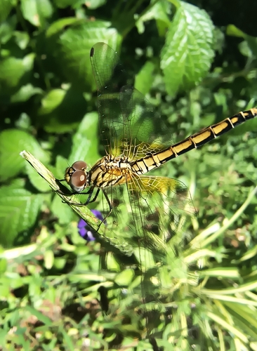 Crimson Marsh Glider