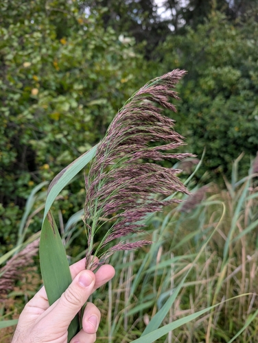 common reed