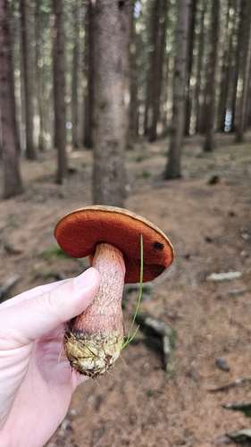 Dotted Stem Bolete