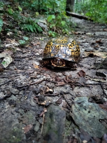 Eastern Box Turtle