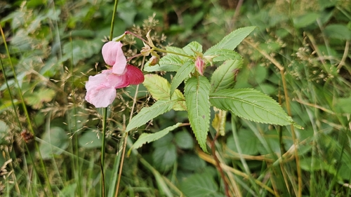 Himalayan balsam