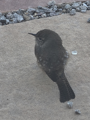 Northern House Wren