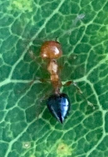 Shiny Acrobat Ant