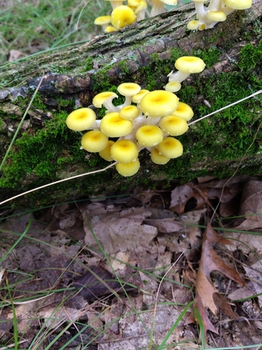 Golden Oyster Mushroom
