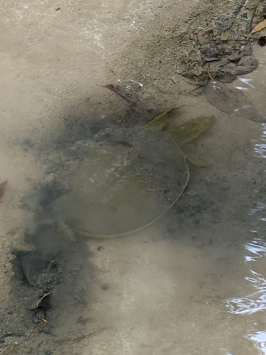 Spiny Softshell