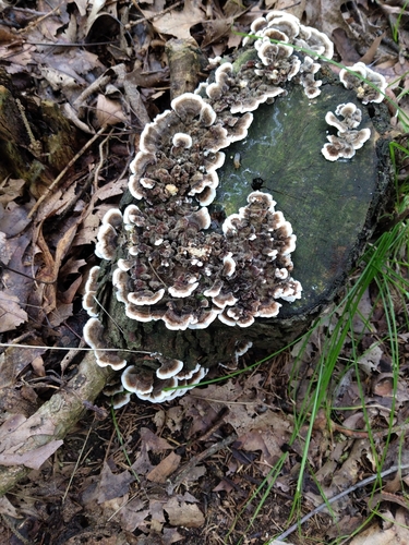 turkey-tail