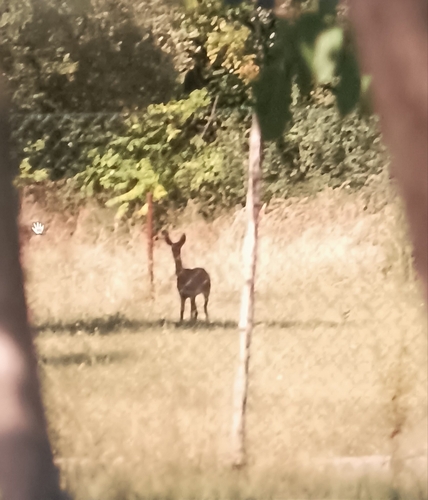 Western Roe Deer