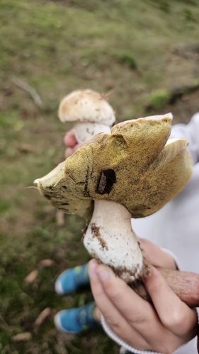 King Bolete