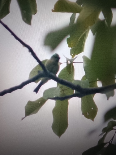 Eurasian Blue Tit