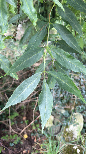 European ash