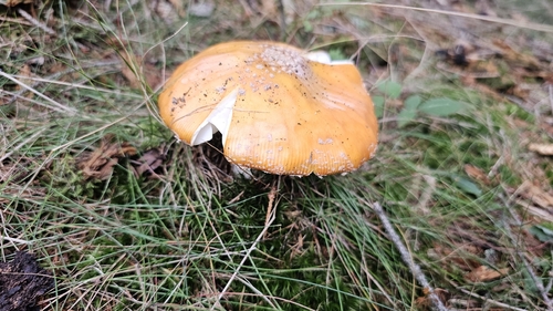 Fly Agaric