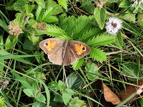 Meadow Brown